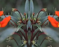 Campanitas naranja