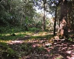 Rincón III