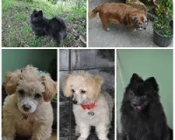Perritos de la Familia