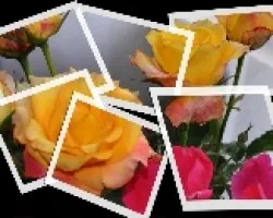 Rosas Amarillas