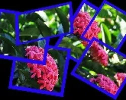 Ramitos rosa