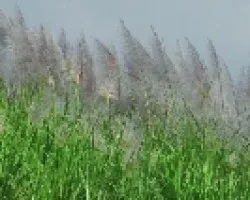 Los verolices al viento