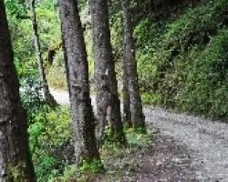 Caminito II