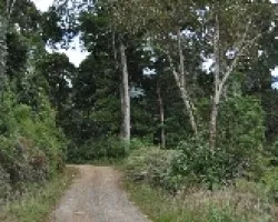 Caminito III