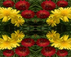 Flores para empezar el Mes de Diciembre
