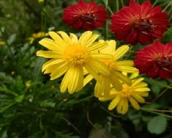 Flores para empezar el Mes de Diciembre