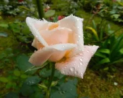 Flores y las gotitas de lluvia