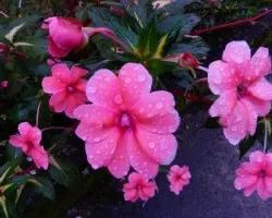 Flores y las gotitas de lluvia