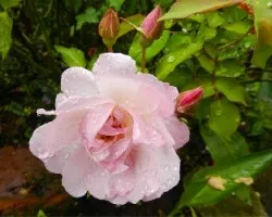 Flores y las gotitas de lluvia