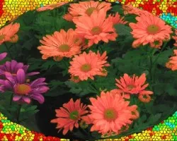 Carvanal de colores 