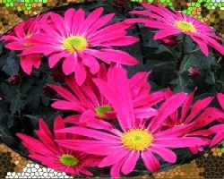 Carvanal de colores 