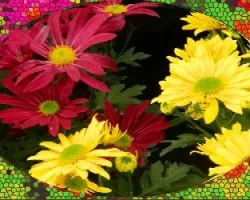 Carvanal de colores 