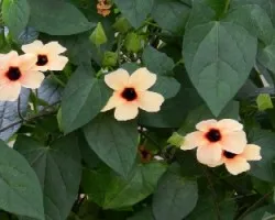 Sencillas pero lindas I