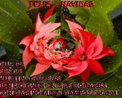 Feliz Navidad 2011
