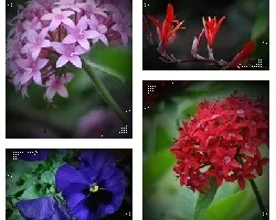 Flores I