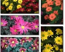Flores II