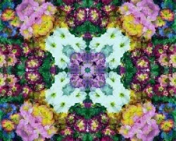 Calidoscopios de flores I