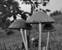 Coprinus sp.