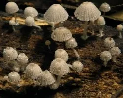 Coprinus disseminatus