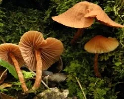 Laccaria major