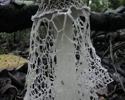 Phallus indusiatus