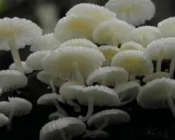 Marasmiellus volvatus