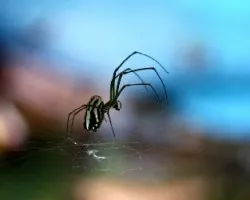 Mi primer araña
