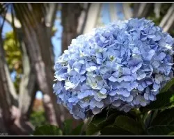 Bouquet natural