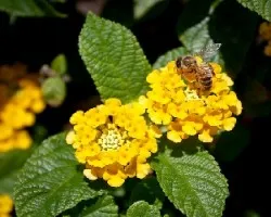 Abeja al sol