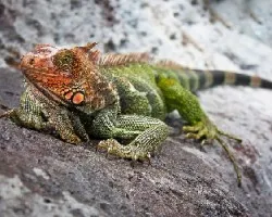 Iguana al sol