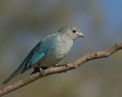 Thraupis sayaca