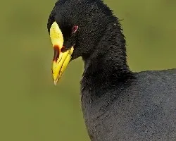 Fulica armillata