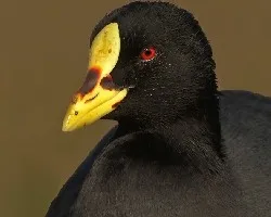  Fulica armillata