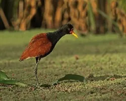 Jacana jacana