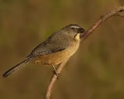 Saltator coerulescens