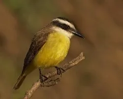 Pitangus sulphuratus