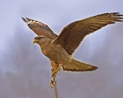 Milvago chimango