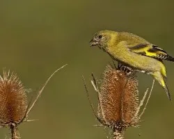 Carduelis magellanica
