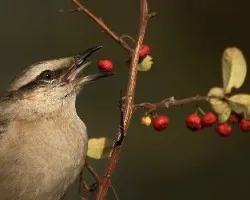 Mimus saturninus