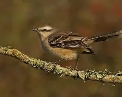 Mimus saturninus