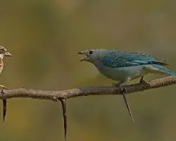 Thraupis sayaca
