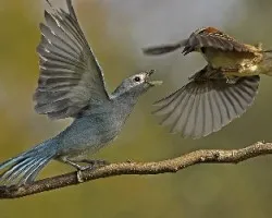Thraupis sayaca