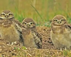  Athene cunicularia.