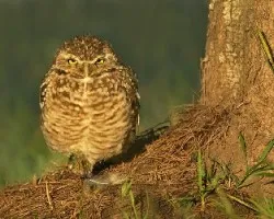 Athene cunicularia