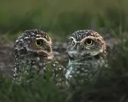 Athene cunicularia