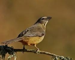Saltator coerulescens