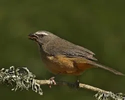 Saltator coerulescens