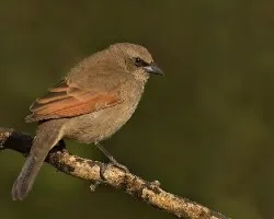 Oreopsar badius