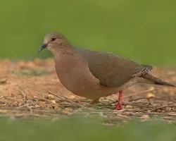 Leptotila verreauxi
