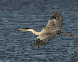 Ardea cocoi